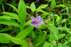 Asystasia dalzelliana